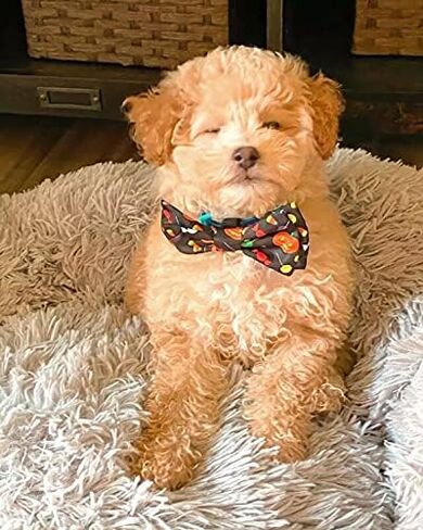 Huxley & Kent Bow Tie for Pets | Candy Corn (Large) | Halloween Bow Tie Collar Attachment | Fun Bow Ties for Dogs & Cats | Cute, Comfortable, and Durable | H&K Bow Tie in Saudi Arabia