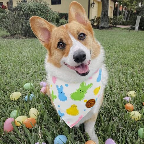 تاج الجمال عيد الفصح الكلب عصابات كبيرة 2 حزمة، مجموعة بيض الأرانب الملونة، شريط الأزهار قابل للتعديل مثلث عطلة منقوشة الأوشحة عكسها لمتوسط ​​كبير جدا الكلاب الحيوانات الأليفة in Kuwait