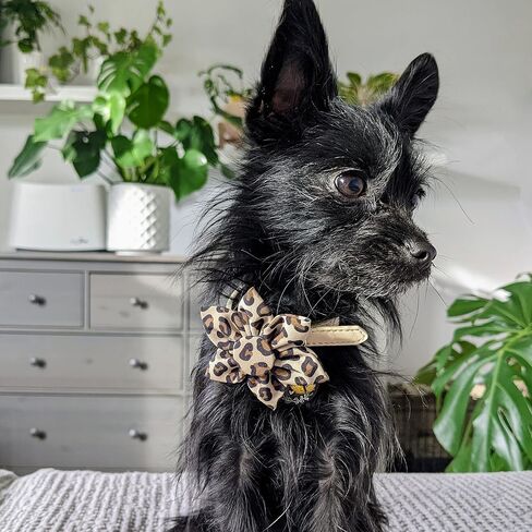 Huxley & Kent Pet Pinwheel | Tan Leopard (Small) | Collar Accessory for Dogs/Cats | Bow Collar Attachment | Cute, Comfortable Accessory | H&K Pinwheel for Pets in Saudi Arabia