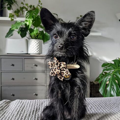 Huxley & Kent Pet Pinwheel | Tan Leopard (Small) | Collar Accessory for Dogs/Cats | Bow Collar Attachment | Cute, Comfortable Accessory | H&K Pinwheel for Pets in Saudi Arabia