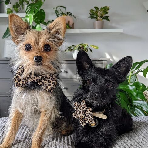 Huxley & Kent Pet Pinwheel | Tan Leopard (Small) | Collar Accessory for Dogs/Cats | Bow Collar Attachment | Cute, Comfortable Accessory | H&K Pinwheel for Pets in Saudi Arabia