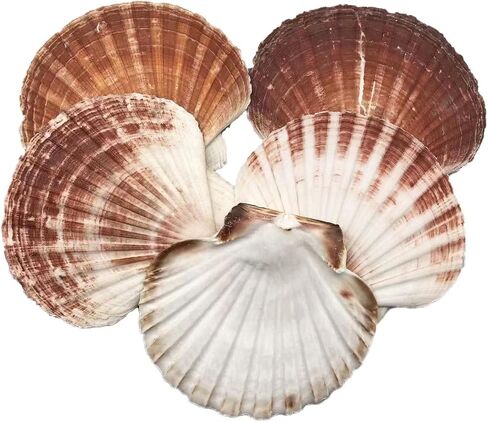 5PC of Natural Scallop Shells.(3.5Inch ~ 4Inch) Can be Used for DIY Home Decor，Fish Tank Aquarium Ornaments,Suitable for Baking Seafood. etc… in Saudi Arabia