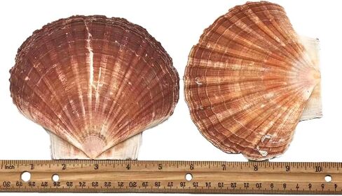 5PC of Natural Scallop Shells.(3.5Inch ~ 4Inch) Can be Used for DIY Home Decor，Fish Tank Aquarium Ornaments,Suitable for Baking Seafood. etc… in Saudi Arabia