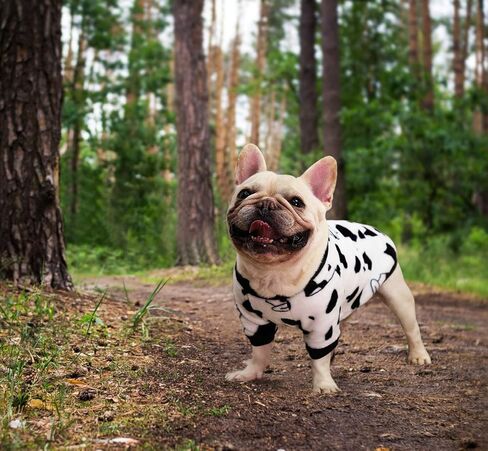 Idepet Dog Cat Clothes Outfit Coat Sweater Milk Cows Cartoon Costume Soft Warm Coral Fleece Pet Hoodie Winter Party Dress Up Cloth Jumpsuit Apparel for Puppy (Medium, White) in Saudi Arabia