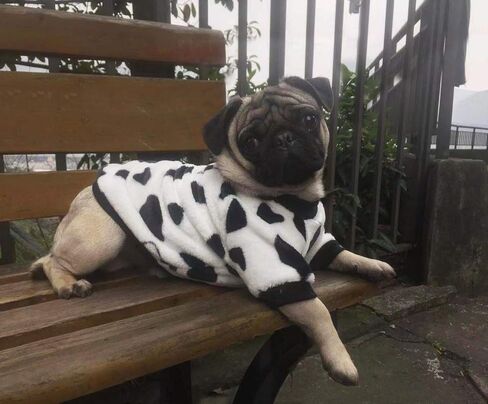 Idepet Dog Cat Clothes Outfit Coat Sweater Milk Cows Cartoon Costume Soft Warm Coral Fleece Pet Hoodie Winter Party Dress Up Cloth Jumpsuit Apparel for Puppy (Medium, White) in Saudi Arabia