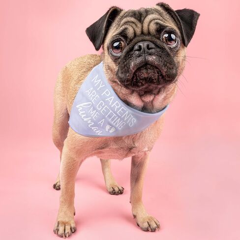 My Parents are Getting Me A Human Baby Announcement Dog Bandana (Baby Blue, OS 109) in Saudi Arabia