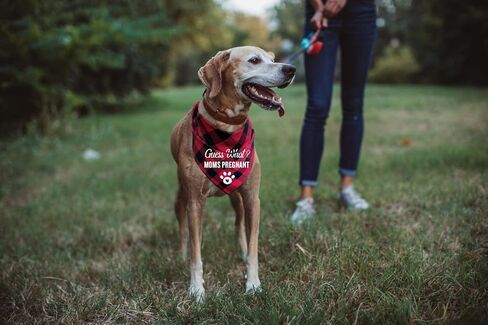 إعلان حمل كلب أليف منقوش باللون الأحمر المضحك، باندانا مثلثة، خمن ماذا؟ أمي حامل، ملحقات زينة وشاح الحيوانات الأليفة، أوشحة الحيوانات الأليفة، هدية لمحبي الكلاب، صورة تكشف عن الجنس in Kuwait