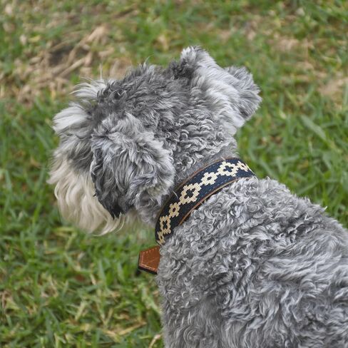 Polo Dog Leather Collar Guarda Pampa (Blue/Red, Large) in Saudi Arabia