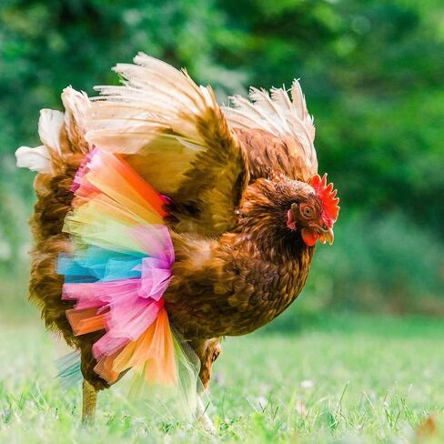 Funny Chicken Tutu Skirt Princess Dress Hen Feather Protector Skirt Set Hen Decor for Chicken Clothes Rainbow Dress for Cute l Animal 3 Sizes L in Saudi Arabia