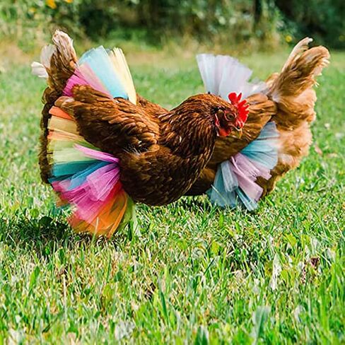 Funny Chicken Tutu Skirt Princess Dress Hen Feather Protector Skirt Set Hen Decor for Chicken Clothes Rainbow Dress for Cute l Animal 3 Sizes L in Saudi Arabia