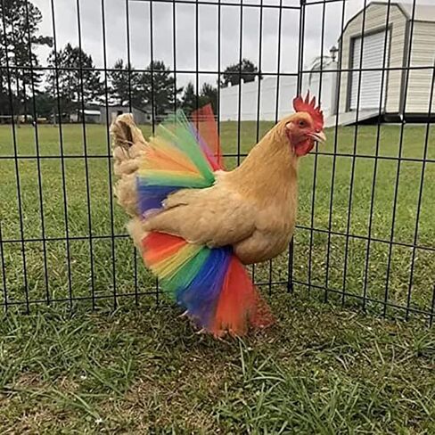 Funny Chicken Tutu Skirt Princess Dress Hen Feather Protector Skirt Set Hen Decor for Chicken Clothes Rainbow Dress for Cute l Animal 3 Sizes L in Saudi Arabia