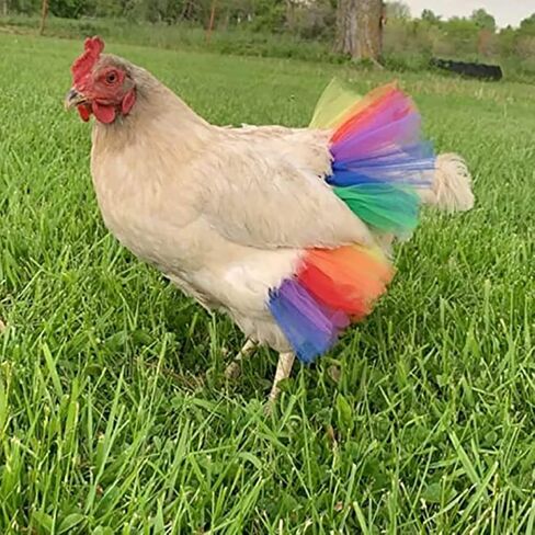 Funny Chicken Tutu Skirt Princess Dress Hen Feather Protector Skirt Set Hen Decor for Chicken Clothes Rainbow Dress for Cute l Animal 3 Sizes L in Saudi Arabia