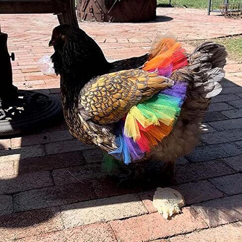 Funny Chicken Tutu Skirt Princess Dress Hen Feather Protector Skirt Set Hen Decor for Chicken Clothes Rainbow Dress for Cute l Animal 3 Sizes L in Saudi Arabia