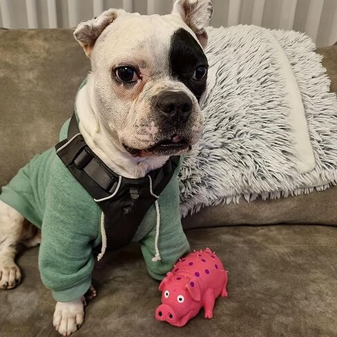 Dog Squeaky Toy, Dots Latex Dog Chew Toys with a Oinks Sound Squeaker Grunting Pig Dog Toy Durable Self Play 8" Dog Squeeze Toy for Dental Biting Chasing to Kill Boring Time in Saudi Arabia