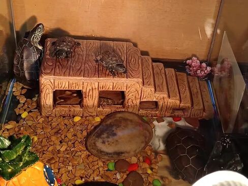 منصة تشمس السلحفاة، كهف إخفاء الزواحف الخزفية، زخارف تزيين المناظر الطبيعية لمنزل الأسماك في حوض السمك، ديكور الصخور، إكسسوارات زخارف السيراميك in Kuwait