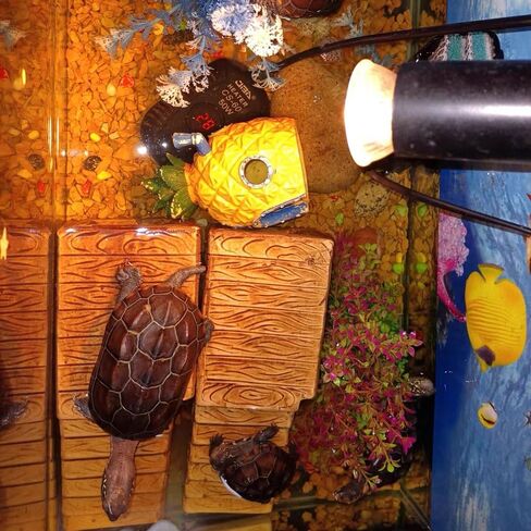 منصة تشمس السلحفاة، كهف إخفاء الزواحف الخزفية، زخارف تزيين المناظر الطبيعية لمنزل الأسماك في حوض السمك، ديكور الصخور، إكسسوارات زخارف السيراميك in Kuwait