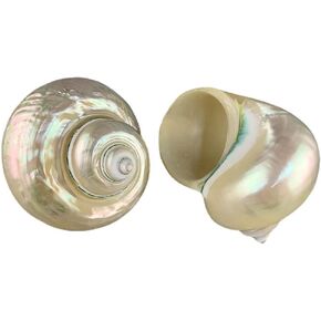 MMvolesy Natural White Fluorescent Conch. Can be Used as Hermit Crab Replacement Shells, Fish Tank Aquarium Ornaments, etc…