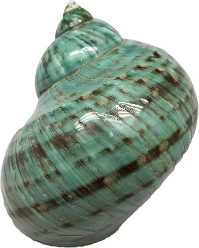 1PC Natural Fluorescent Conch Hermit Crab Shells (3.5Inch ~4inch) Can be Used as Hermit Crab Replacement Shells, Fish Tank Aquarium Ornaments, etc… in Saudi Arabia