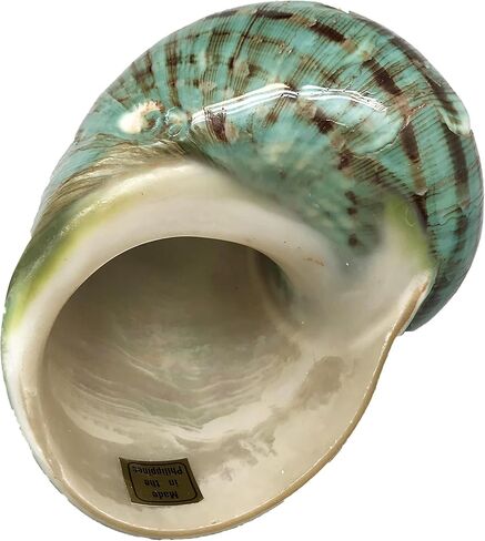 1PC Natural Fluorescent Conch Hermit Crab Shells (3.5Inch ~4inch) Can be Used as Hermit Crab Replacement Shells, Fish Tank Aquarium Ornaments, etc… in Saudi Arabia