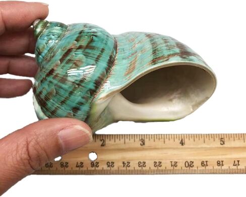 1PC Natural Fluorescent Conch Hermit Crab Shells (3.5Inch ~4inch) Can be Used as Hermit Crab Replacement Shells, Fish Tank Aquarium Ornaments, etc… in Saudi Arabia