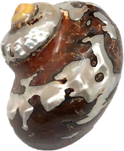 1PC Natural Fluorescent Conch Hermit Crab Shells (3.5Inch ~4inch) Can be Used as Hermit Crab Replacement Shells, Fish Tank Aquarium Ornaments, etc… in Saudi Arabia