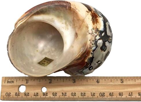 1PC Natural Fluorescent Conch Hermit Crab Shells (3.5Inch ~4inch) Can be Used as Hermit Crab Replacement Shells, Fish Tank Aquarium Ornaments, etc… in Saudi Arabia