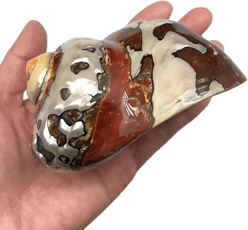 1PC Natural Fluorescent Conch Hermit Crab Shells (3.5Inch ~4inch) Can be Used as Hermit Crab Replacement Shells, Fish Tank Aquarium Ornaments, etc… in Saudi Arabia