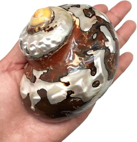 1PC Natural Fluorescent Conch Hermit Crab Shells (3.5Inch ~4inch) Can be Used as Hermit Crab Replacement Shells, Fish Tank Aquarium Ornaments, etc… in Saudi Arabia