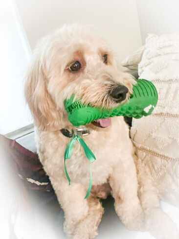 Dog Toothbrush Dental Chew Crocodile Dog Toy, Teeth Cleaning, Teething Aid, The Best Indestructible Dog Toy for Aggressive Chewers, Dog Chew Toy for Medium to Large Dogs (Green) in Saudi Arabia