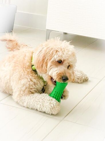 Dog Toothbrush Dental Chew Crocodile Dog Toy, Teeth Cleaning, Teething Aid, The Best Indestructible Dog Toy for Aggressive Chewers, Dog Chew Toy for Medium to Large Dogs (Green) in Saudi Arabia