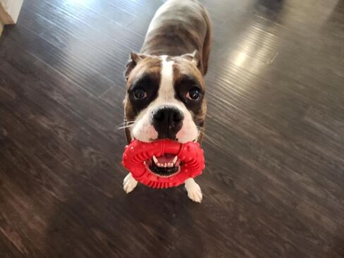 Tough, Eco-Friendly, Organic Rubber Dog Toy for Powerful Chewers in Saudi Arabia