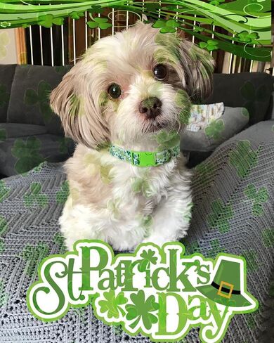 St Patricks Day Dog Collar 2 Pack, Shamrock Dog Collar Green for Medium Dogs in Kuwait