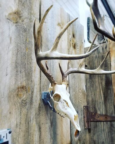 Top Rack European ELK: Raging Bull European Elk Mount, Trophy Skull Mount, Wall Hanger in Kuwait