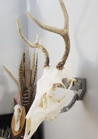 Top Rack European ELK: Raging Bull European Elk Mount, Trophy Skull Mount, Wall Hanger in Kuwait