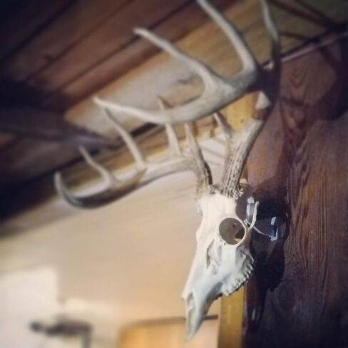 Top Rack European ELK: Raging Bull European Elk Mount, Trophy Skull Mount, Wall Hanger in Kuwait
