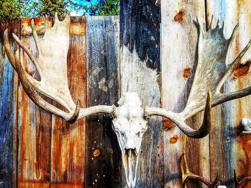 Top Rack European ELK: Raging Bull European Elk Mount, Trophy Skull Mount, Wall Hanger in Kuwait