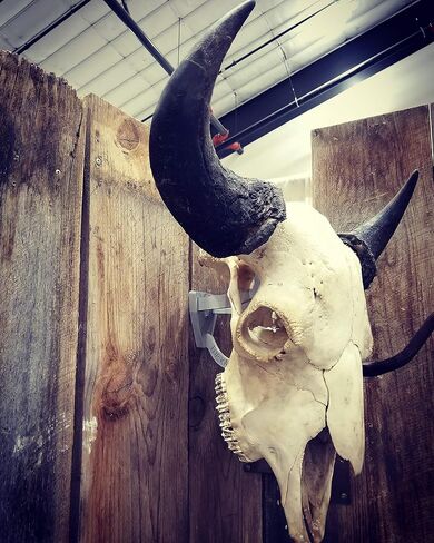 Top Rack European ELK: Raging Bull European Elk Mount, Trophy Skull Mount, Wall Hanger in Kuwait