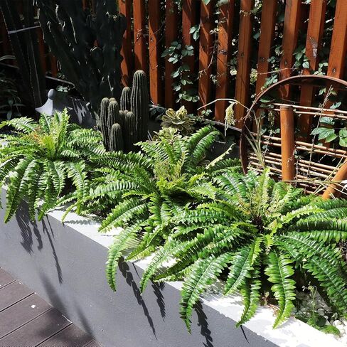 Galebeiren Artificial Ferns for Outdoors & Indoors, 40in Large Faux Ferns 39 Fronds Fake Boston Fern Plant for Planter Garden Porch Entrance Home Windowsill Yards Farmhouse Decoraction (1 Stem) in Saudi Arabia