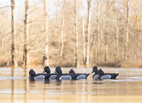 Higdon Outdoors سفينة حربية Ringneck-All Drakes Duck الأفخاخ، مملوءة بالرغوة in Saudi Arabia