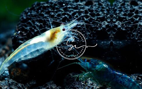مخلوقات السباحة 5 Fire Cherry Red & 5 Blue Velvet Neocaridina Freshwater Aquarium Live جمبري. ضمان الوصول المباشر. in Kuwait