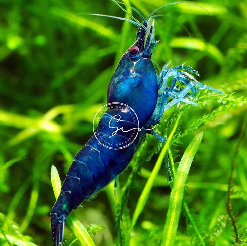 مخلوقات السباحة 5 Fire Cherry Red & 5 Blue Velvet Neocaridina Freshwater Aquarium Live جمبري. ضمان الوصول المباشر. in Kuwait