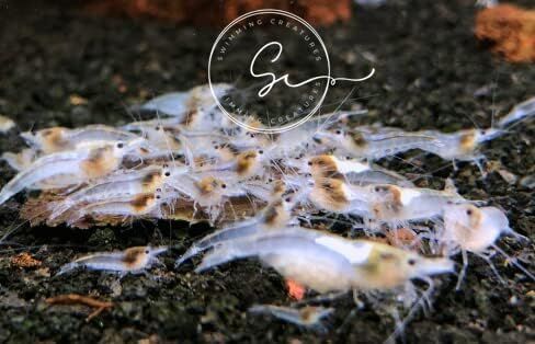 مخلوقات السباحة 5 Fire Cherry Red & 5 Blue Velvet Neocaridina Freshwater Aquarium Live جمبري. ضمان الوصول المباشر. in Kuwait