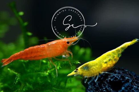مخلوقات السباحة 5 Fire Cherry Red & 5 Blue Velvet Neocaridina Freshwater Aquarium Live جمبري. ضمان الوصول المباشر. in Kuwait