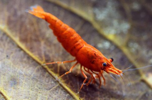 مخلوقات السباحة 5 Fire Cherry Red & 5 Blue Velvet Neocaridina Freshwater Aquarium Live جمبري. ضمان الوصول المباشر. in Kuwait