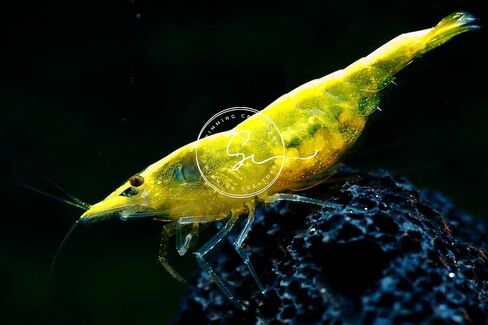 مخلوقات السباحة 5 Fire Cherry Red & 5 Blue Velvet Neocaridina Freshwater Aquarium Live جمبري. ضمان الوصول المباشر. in Kuwait