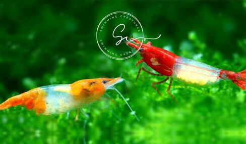 مخلوقات السباحة 5 Fire Cherry Red & 5 Blue Velvet Neocaridina Freshwater Aquarium Live جمبري. ضمان الوصول المباشر. in Kuwait