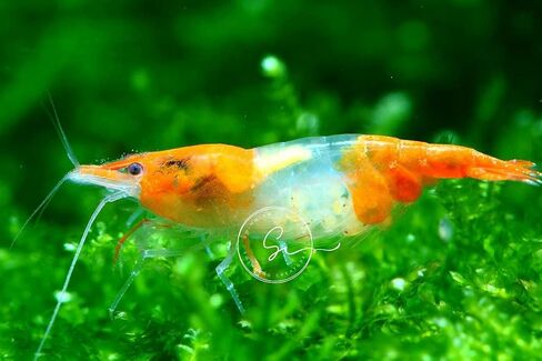 مخلوقات السباحة 5 Fire Cherry Red & 5 Blue Velvet Neocaridina Freshwater Aquarium Live جمبري. ضمان الوصول المباشر. in Kuwait