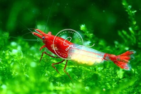 مخلوقات السباحة 5 Fire Cherry Red & 5 Blue Velvet Neocaridina Freshwater Aquarium Live جمبري. ضمان الوصول المباشر. in Kuwait