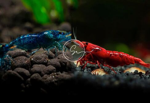 مخلوقات السباحة 5 Fire Cherry Red & 5 Blue Velvet Neocaridina Freshwater Aquarium Live جمبري. ضمان الوصول المباشر. in Kuwait