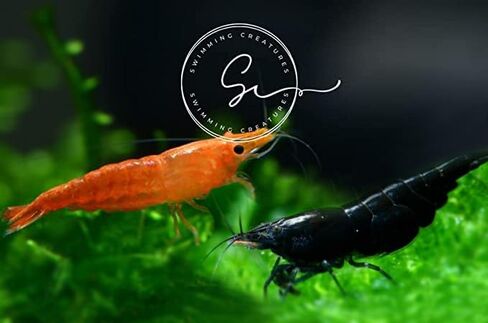 مخلوقات السباحة 5 Fire Cherry Red & 5 Blue Velvet Neocaridina Freshwater Aquarium Live جمبري. ضمان الوصول المباشر. in Kuwait